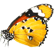 https://doggystylingalmere.nl/wp-content/uploads/2019/08/butterfly.png