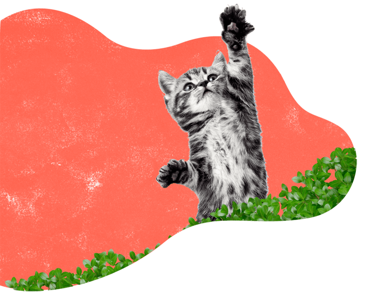 Pawsitive https://doggystylingalmere.nl/wp-content/uploads/2019/08/hero_image_12.png